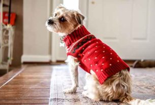 Swetry dla psów – fanaberia czy konieczność?